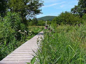 湿原歩道